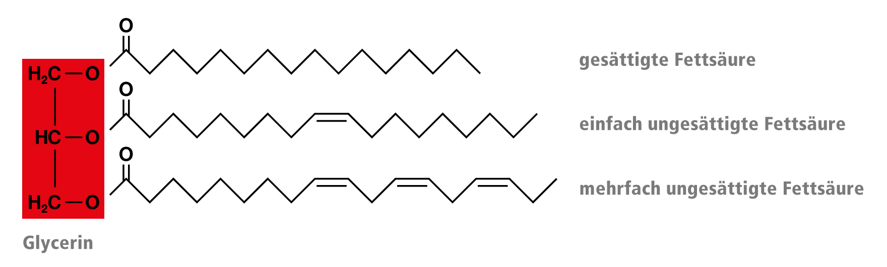 triglyceride_formel_1